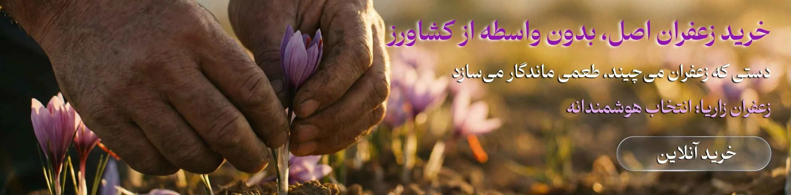 تصویر برداشت زعفران اصل توسط کشاورز