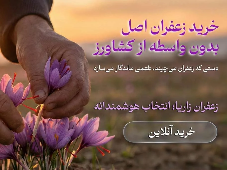 تصویر برداشت زعفران اصل توسط کشاورز